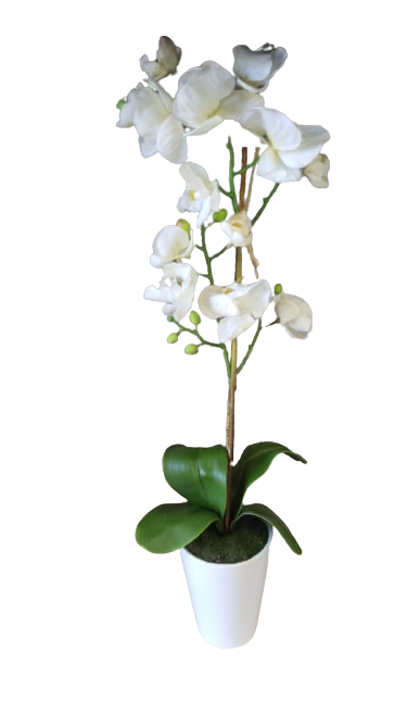 Orchidea phalaenopsis in vaso d.11xh.63cm-bianca