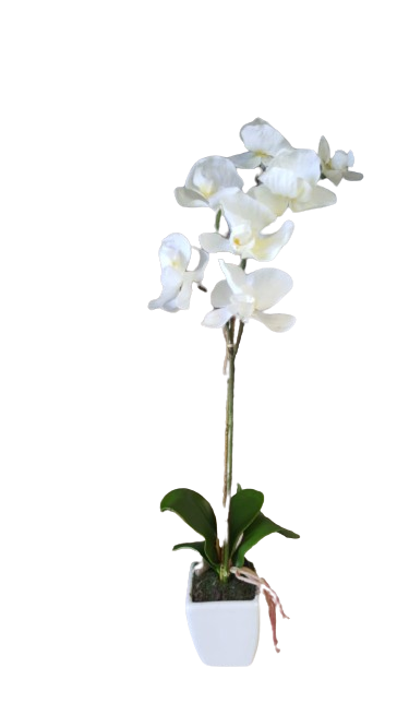 Orchidea phalaenopsis in vaso ceramica l.7,5x7,5xh.55cm-bianca