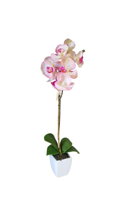 Orchidea phalaenopsis in vaso l.7.5x7.5xh. 55-rosa