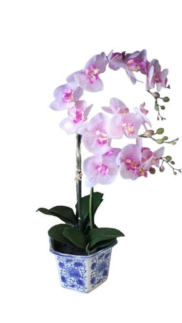 Orchidea phalaenopsis in vaso esagonale l.20xp.20xh.60cm-rosa