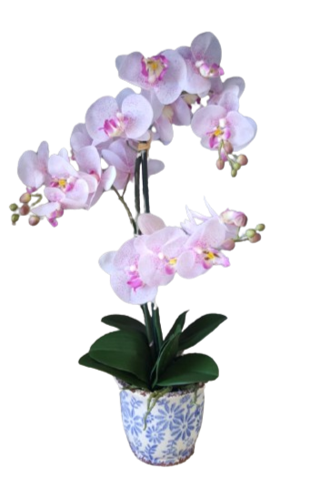 Orchidea phalaenopsis in vaso d.15xh.60cm-rosa