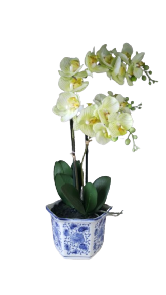 Orchidea phalaenopsis in vaso esagonale decorato-l.20x20xh.60cm-gialla