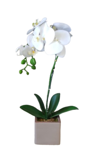 Orchidea phalaenopsis in vaso l.10xp.10xh.50cm-bianco