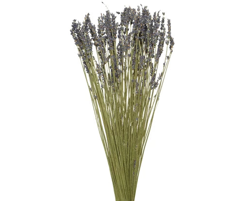 Lavanda essiccata dia 12 cm Alt. 50 cm-lavanda