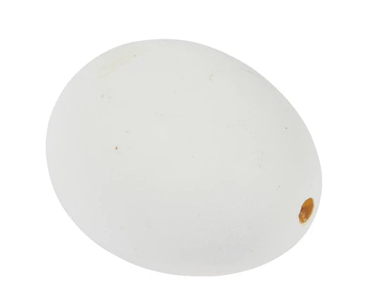 Uova vere di papera confezione 4 pz. Lun.12cm Lar.12cm Alt.9cm-bianco